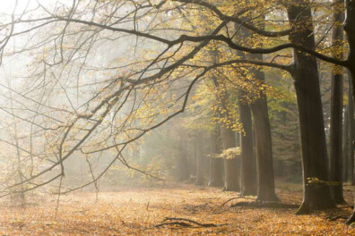 Fietsroute De Witte Wieven