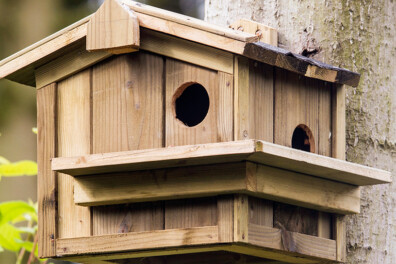 10 klussen voor meer dieren in je tuin