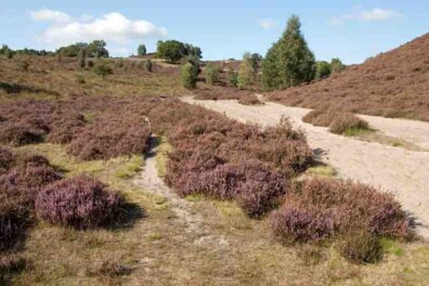 Wandeling van de maand Groene Wissel Rheden