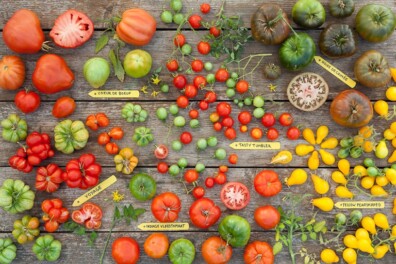 Alle recepten met tomaten