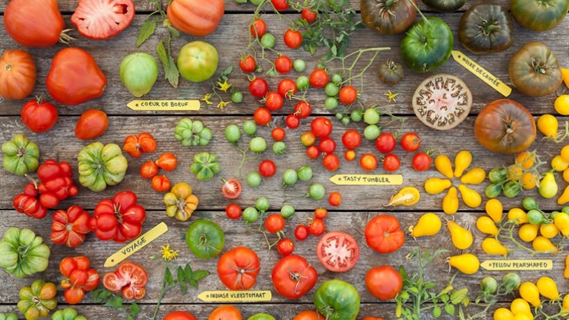 Alle recepten met tomaten