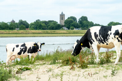 Wandeling van de maand: Groene Wissel Tiel