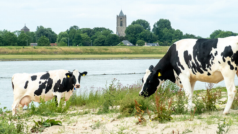 Wandeling van de maand: Groene Wissel Tiel