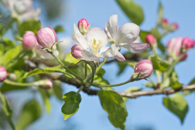 Huismiddeltjes voor gezonde fruitbomen