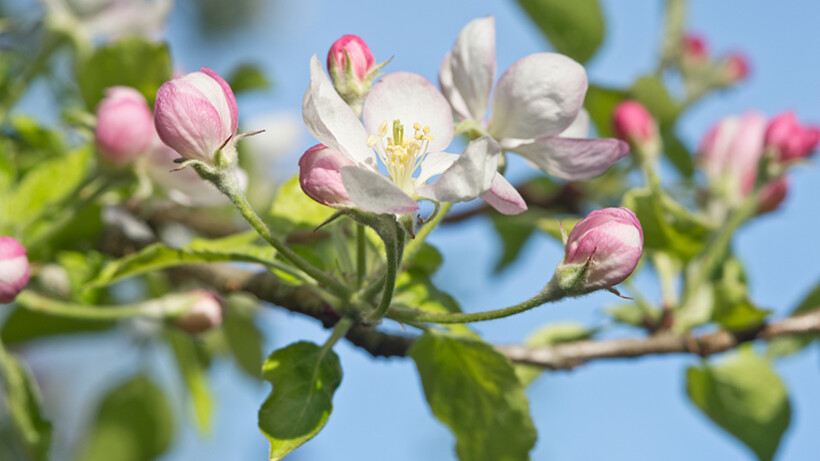 Huismiddeltjes voor gezonde fruitbomen