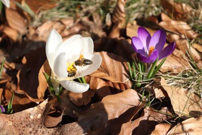 Wandeling: Wees stil en luister