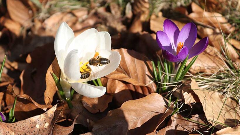 Wandeling: Wees stil en luister