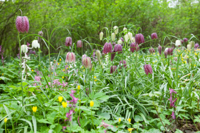 6x Lezen over de lente