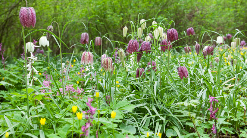 6x Lezen over de lente