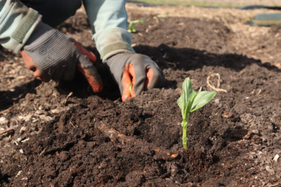 Tuinbonen: tips voor het zaaien, planten en oogsten