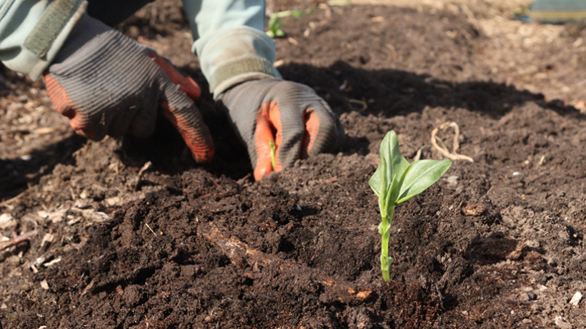 Tuinbonen: tips voor het zaaien, planten en oogsten