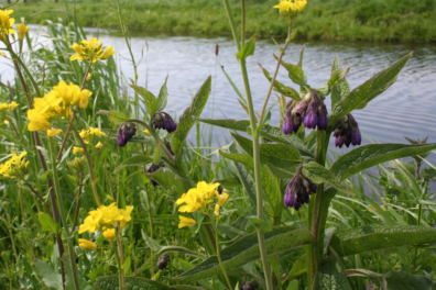 Wandeling van de maand: Knopenrondje Haastrecht