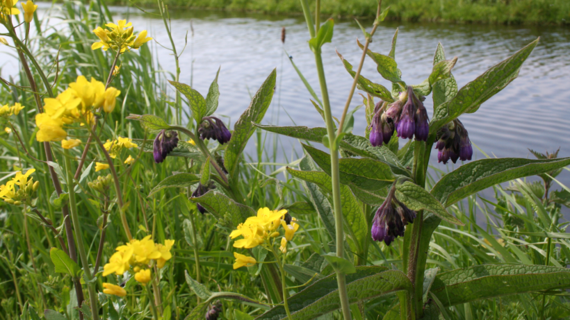 Wandeling van de maand: Knopenrondje Haastrecht