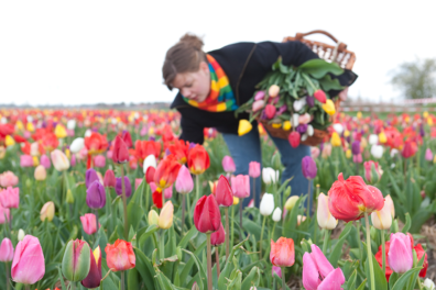 Alles wat je moet weten over de tulp