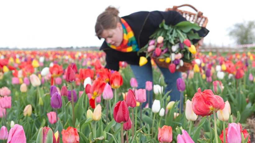 Alles wat je moet weten over de tulp