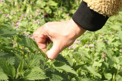 Wildplukken: “Een beetje viezer leven is goed!”