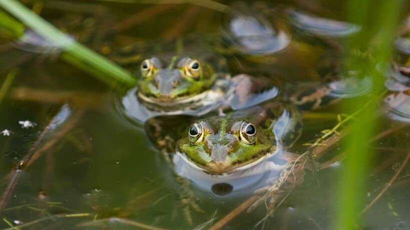 Gespetter voor de dieren