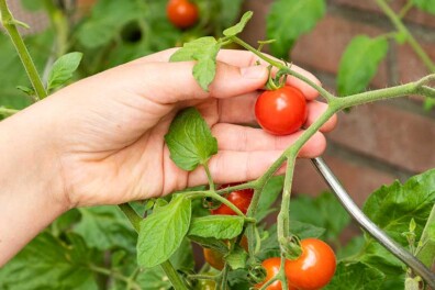 Hartige tomatenjam