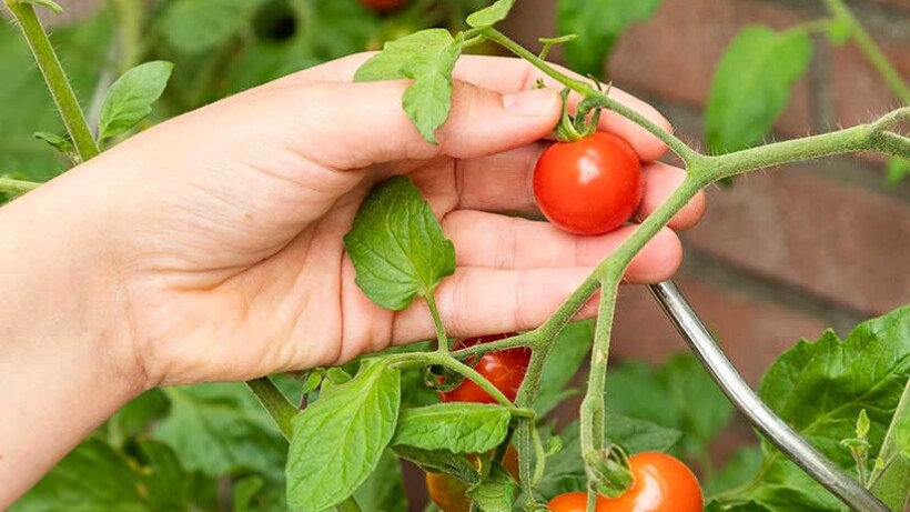 Hartige tomatenjam