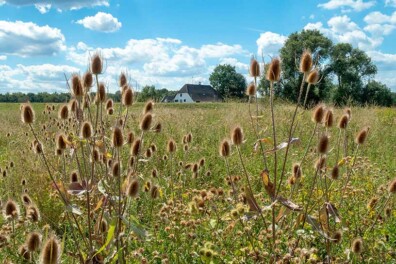 Wandeling van de maand: Groene Wissel Beuningen