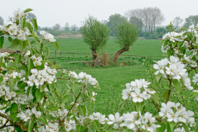 Wandeling van de maand: Groene Wissel Beesd