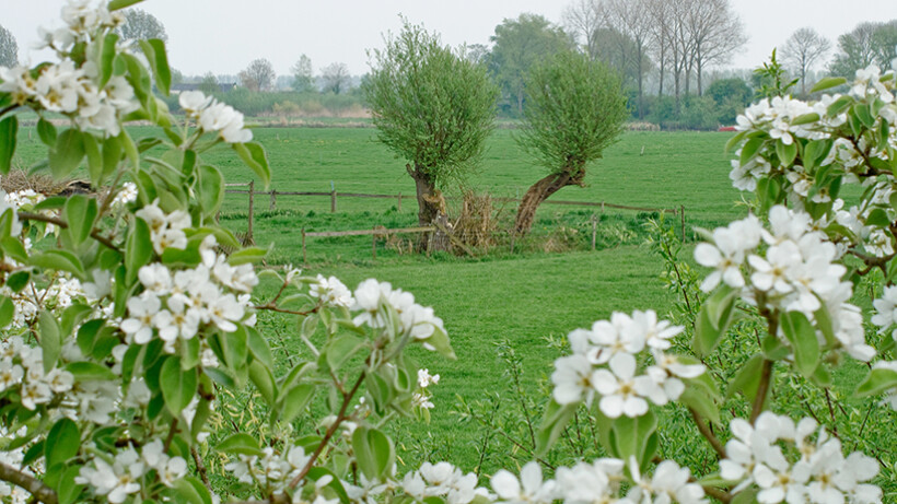 Wandeling van de maand: Groene Wissel Beesd