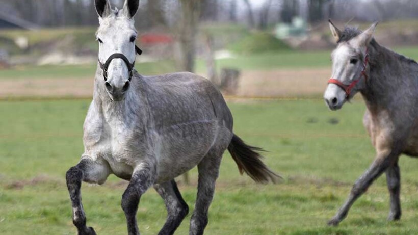 Plezier van het muildier