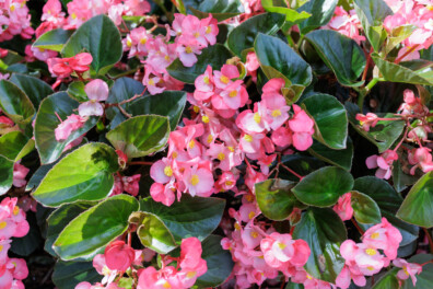 Begonia’s: Veelzijdige planten voor binnen en buiten