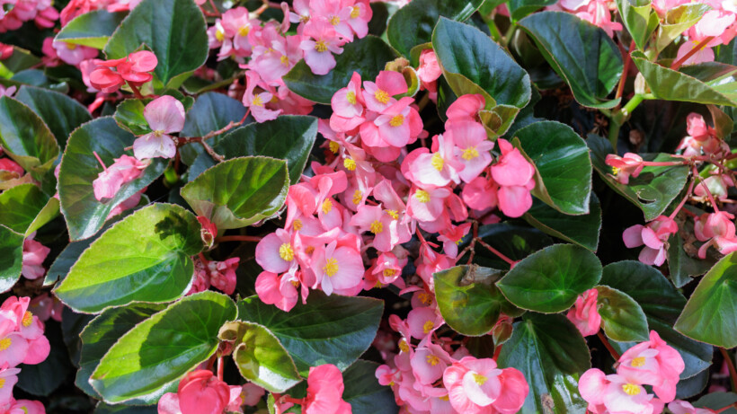 Alles wat je wilt weten over de begonia