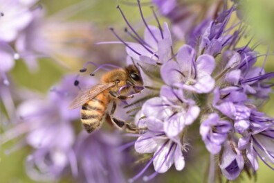 Phacelia: een lekkernij voor bijen