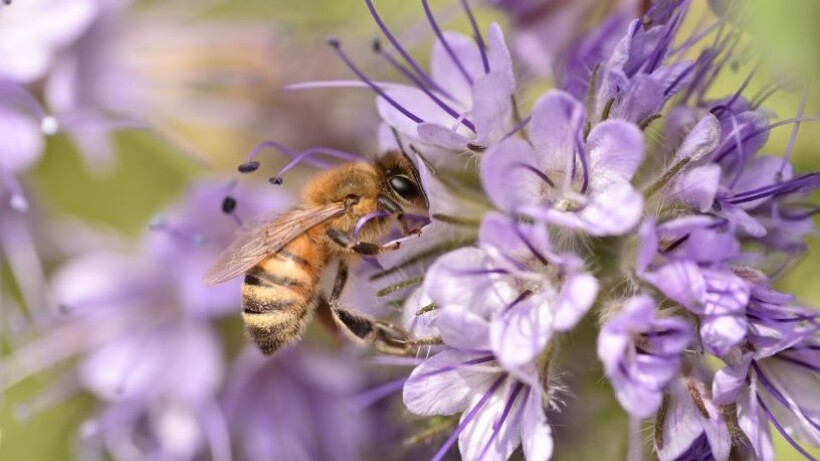 Phacelia: een lekkernij voor bijen