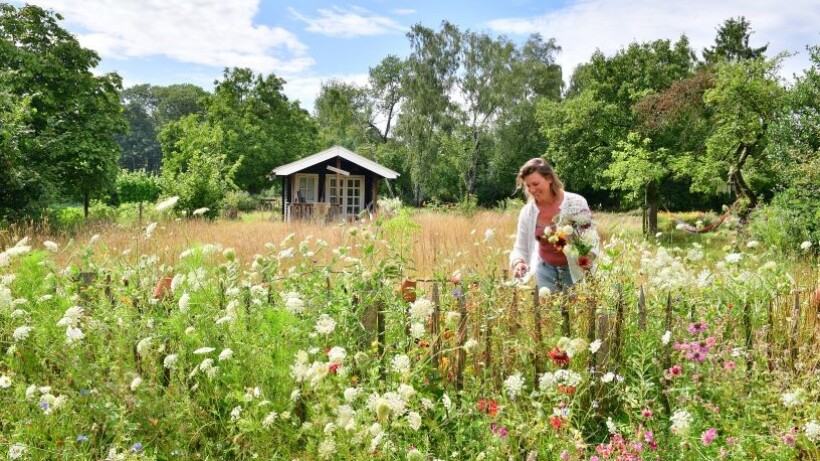 Verbouw zelf bloemenzaad voor je pluktuin