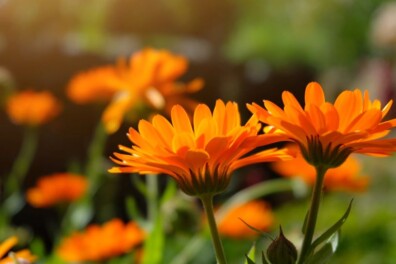 10 verrassende feitjes over de gerbera