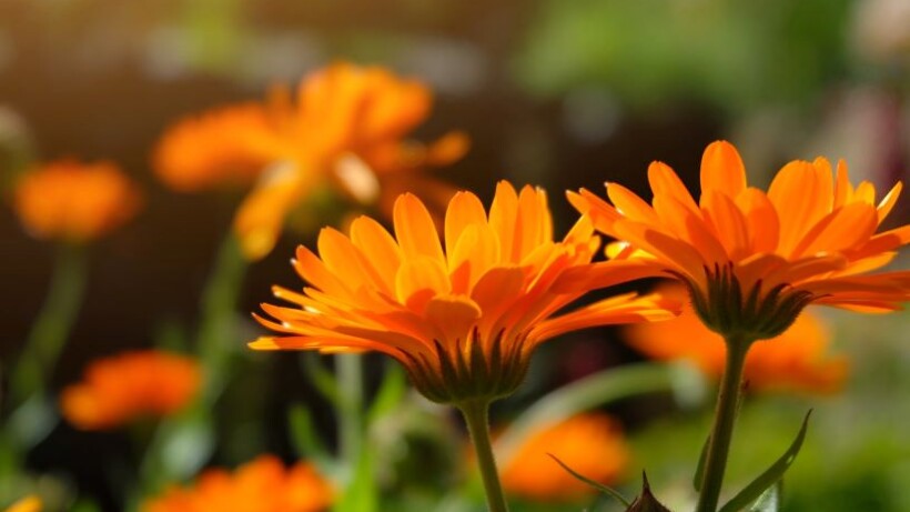 10 verrassende feitjes over de gerbera