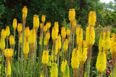 Kniphofia: opvallende vuurpijl in je tuin