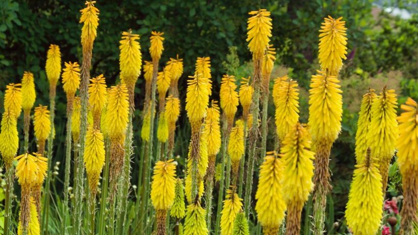 Kniphofia: opvallende vuurpijl in je tuin