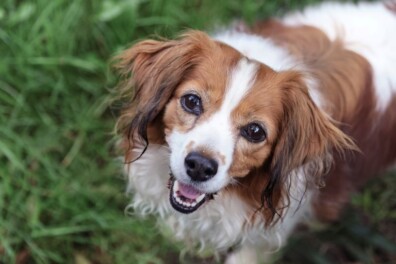 Kooikerhondje: trouwe metgezel en echte werkhond