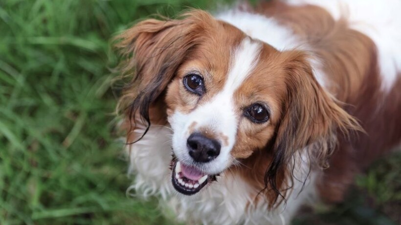 Kooikerhondje: trouwe metgezel en echte werkhond