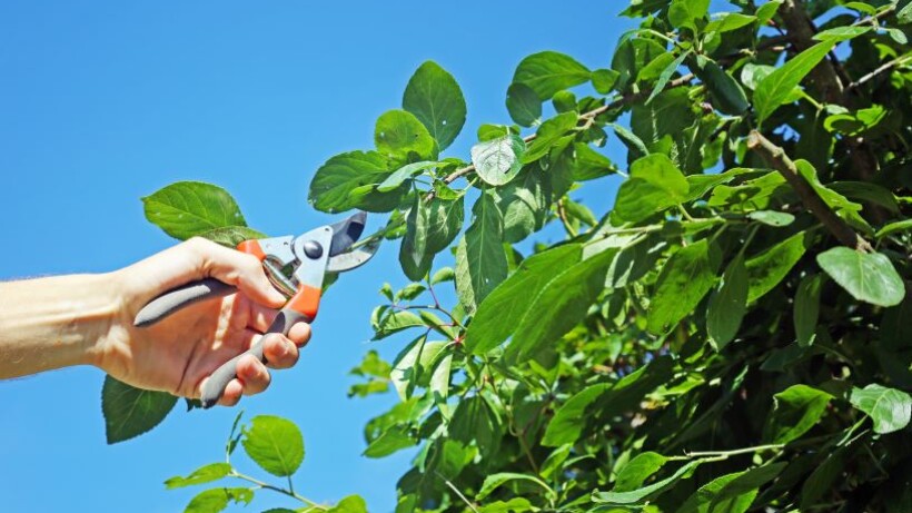 Tips voor het snoeien van een pruimenboom