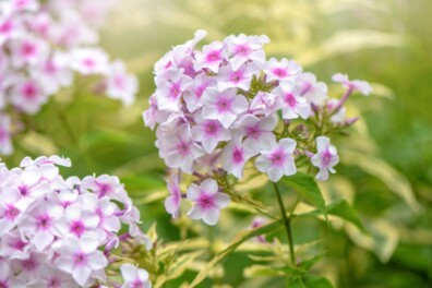 Vlambloem: kleurrijke sfeermaker in je tuin