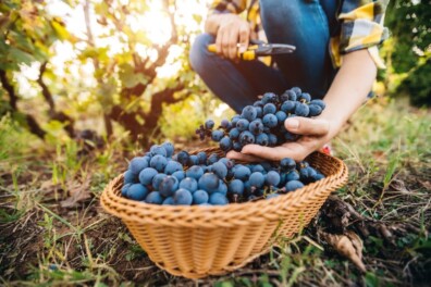 Zelf druivensap maken: smakelijk en gezond!