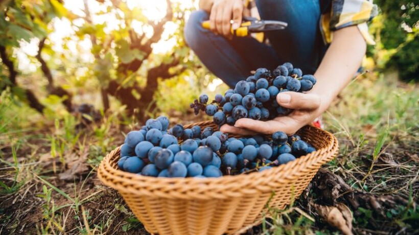 Zelf druivensap maken: smakelijk en gezond!