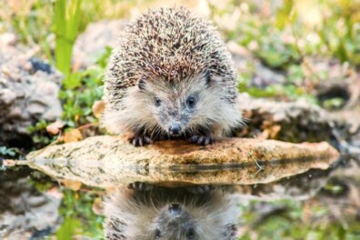 Tips voor een egelvriendelijke tuin