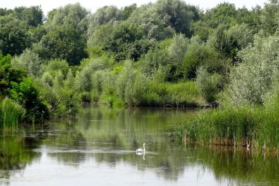 Fietsroute in het Horsterwold