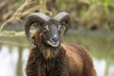 Soay schaap: unieke minimoeflon