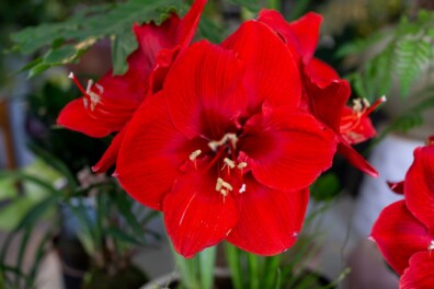 De amaryllis: 10 opvallende weetjes