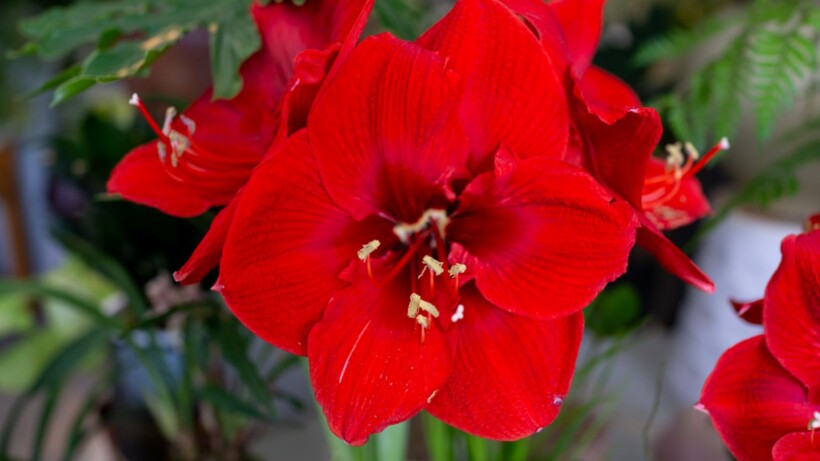 De amaryllis: 10 opvallende weetjes