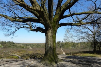 Wandeling van de maand: Vennenpad