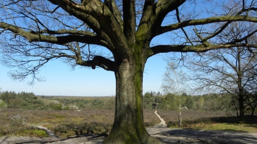 Wandeling van de maand: Vennenpad