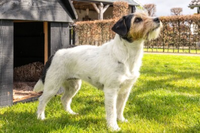 Een jack russell gaat zijn eigen weg